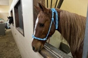 Suposto dono do cavalo Caramelo se apresenta, mas não consegue comprovar propriedade