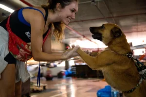 Abrigos voluntários que acolhem animais em Porto Alegre enfrentam sobrecarga e indefinição sobre o futuro