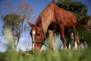 Símbolo de resiliência, cavalo Caramelo será atração do acendimento da Chama Crioula