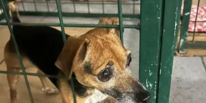 Shopping de Porto Alegre recebe feira permanente de adoção animal