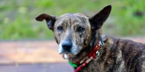 Redenção terá Feira de Adoção e Reencontro com 200 animais neste final de semana