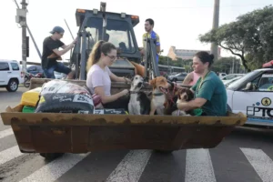 Governo do Rio Grande do Sul anuncia projeto que incentiva adoção de animais resgatados em enchentes