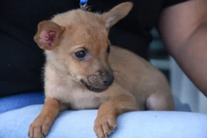 Pelotas realizará feira de filhotes