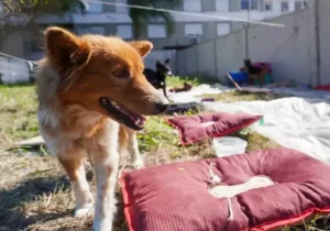 Ministério Público lança campanha de estímulo ao acolhimento de animais desabrigados no RS