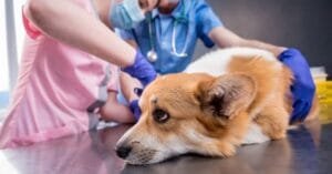 Os animais sentem dor? Saiba identificar para poder ajudar os bichinhos