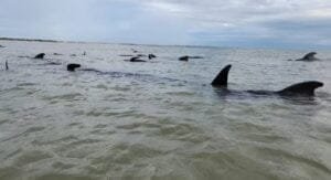 Pelo menos 21 baleias-piloto encalham em praia do Litoral Norte potiguar; VÍDEO