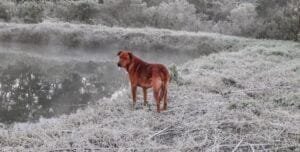 Mais de 90 cidades do RS registram temperatura abaixo de zero, aponta MetSul
