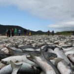Qual praia lidera a pesca da tainha 2024 em Florianópolis com mais de 37 mil pescados