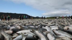 Qual praia lidera a pesca da tainha 2024 em Florianópolis com mais de 37 mil pescados