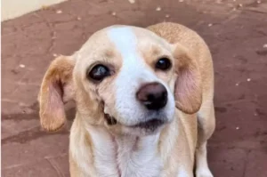 Cães e gatos resgatados de enchentes no RS são acolhidos em clínica no Interior de São Paulo