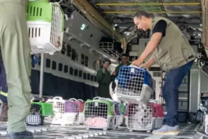 Força Aérea Brasileira estabelece norma para transporte de animais domésticos resgatados no Rio Grande do Sul