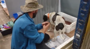 Governo do Rio Grande do Sul desiste de projeto que pagaria R$ 450 por animal adotado