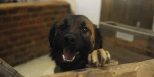 Porto Alegre irá construir Santuário Animal para abrigar cães e gatos oriundos de abrigos