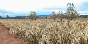 Cheias afetaram mais de 206 mil propriedades rurais, diz Emater-RS