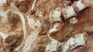 Fóssil de dinossauro de 233 milhões de anos é encontrado no Rio Grande do Sul