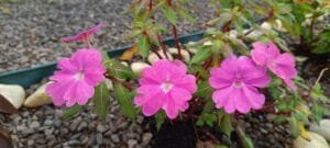 Saiba qual a importância de ter flores e plantas dentro de casa