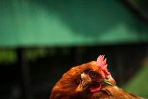 Novas amostras coletadas de aviário comercial em Anta Gorda têm resultado negativo para doença de Newcastle