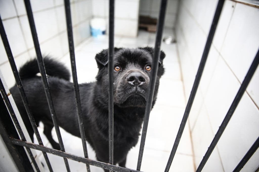 RS ainda tem 18,4 mil animais em abrigos, e grupo de proteção fala em "crise humanitária" 4 4998427 a7d4ef766da8771