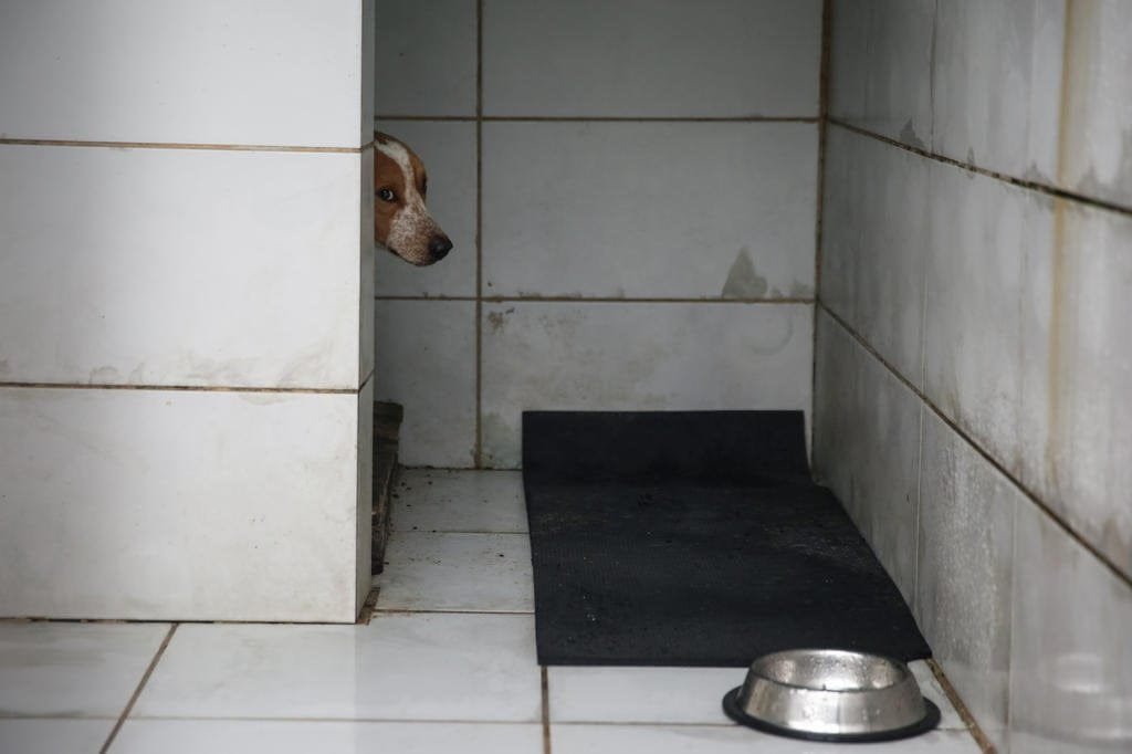 RS ainda tem 18,4 mil animais em abrigos, e grupo de proteção fala em "crise humanitária" 10 4998431 4a14d693b9509e2