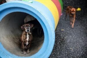 RS ainda tem 18,4 mil animais em abrigos, e grupo de proteção fala em “crise humanitária”