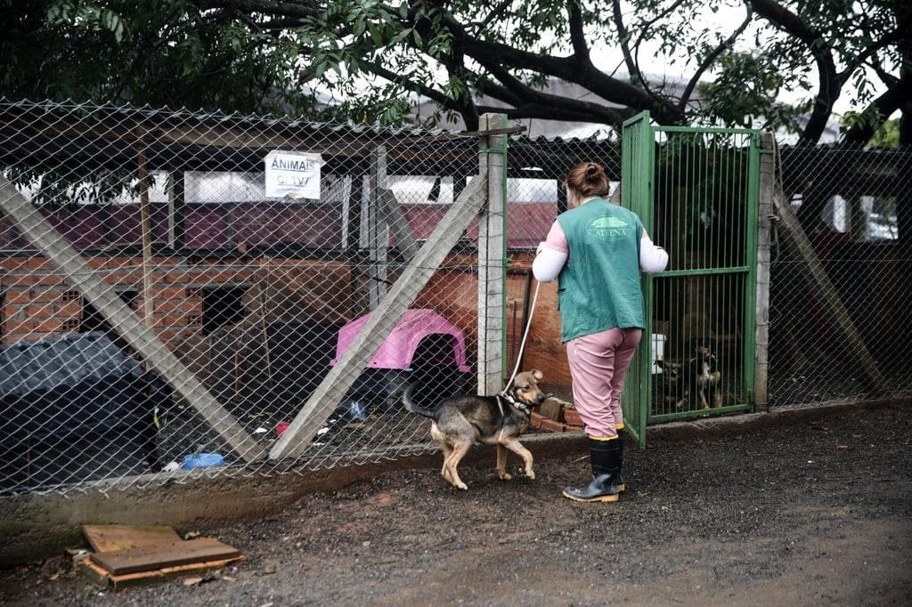RS ainda tem 18,4 mil animais em abrigos, e grupo de proteção fala em "crise humanitária" 9 4998436 8dfb355317e0e5f