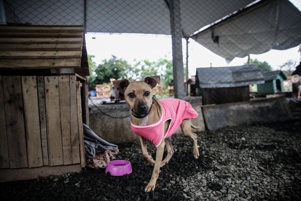 RS ainda tem 18,4 mil animais em abrigos, e grupo de proteção fala em "crise humanitária" 6 4998437 fa9d662ae1dce27