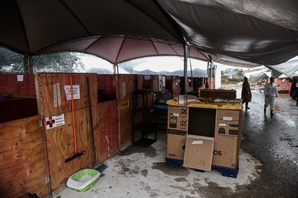 RS ainda tem 18,4 mil animais em abrigos, e grupo de proteção fala em "crise humanitária" 3 4998438 4c5d811e1c35023