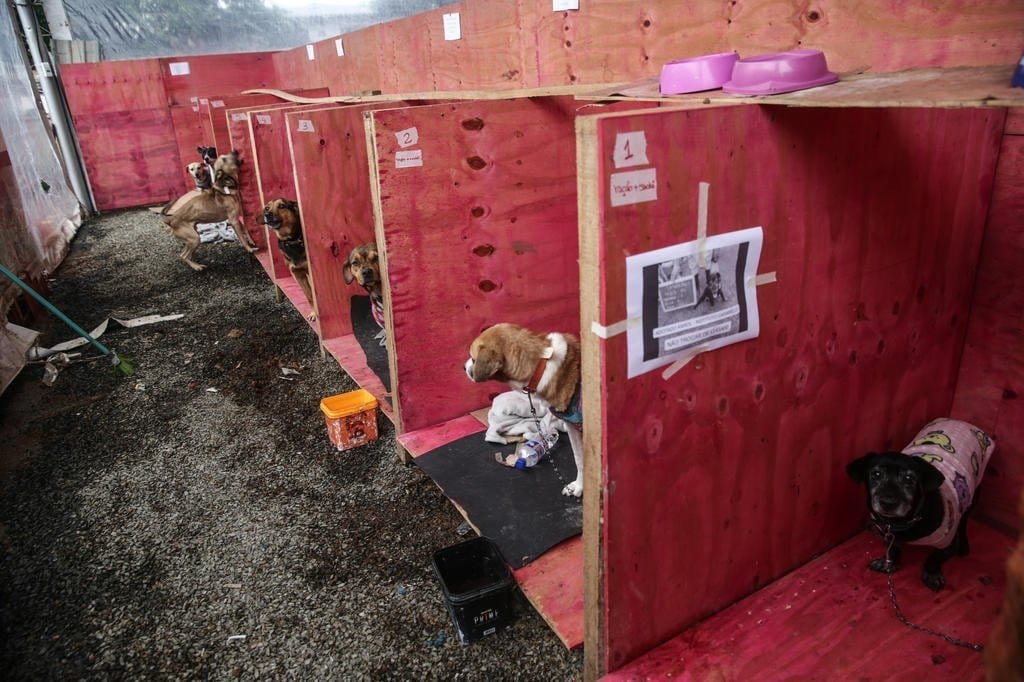 RS ainda tem 18,4 mil animais em abrigos, e grupo de proteção fala em "crise humanitária" 7 4998442 c070b42fd4b1b5a