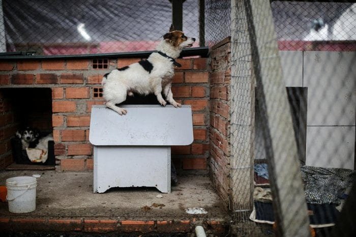 RS ainda tem 18,4 mil animais em abrigos, e grupo de proteção fala em "crise humanitária" 1 4998447 24a1e3303ba1df8