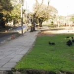 Porto Alegre: Guarujá tem alagamentos, lixo espalhado e proliferação de urubus