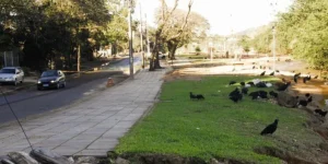 Porto Alegre: Guarujá tem alagamentos, lixo espalhado e proliferação de urubus