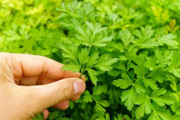 Como plantar salsinha 1