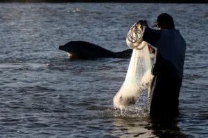 Exposição retrata pesca cooperativa entre botos e pescadores na Barra do Rio Tramandaí