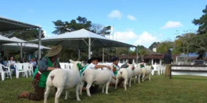 36ª Fenovinos começa nesta Quarta-feira, 10