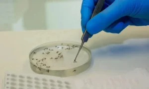 Em alerta, Secretarias monitoram presença do mosquito-pólvora no RS