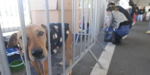 Como funciona o protocolo vacinal em animais de estimação adotados sem histórico médico