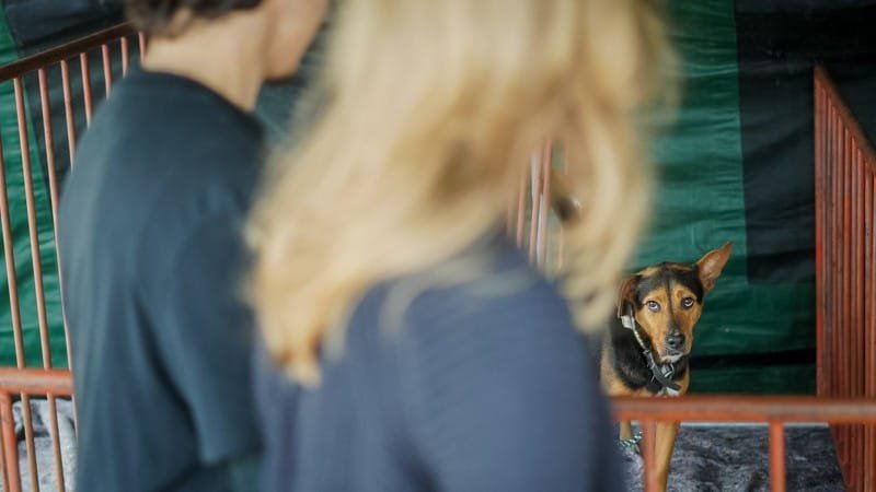 Feira de adoção: 88 animais resgatados das enchentes ganham novo lar no RS 1 WhatsApp Image 2024 07 22 at 07.40.27