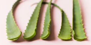 Conheça os benefícios do gel de babosa para a pele no inverno