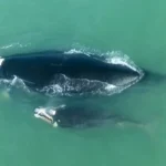 1º sobrevoo na temporada registra recorde de baleias franca nas costas catarinense e gaúcha