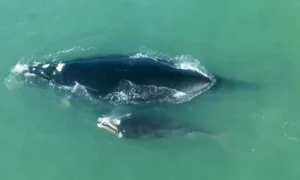 1º sobrevoo na temporada registra recorde de baleias franca nas costas catarinense e gaúcha