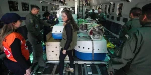 Cães resgatados das enchentes são enviados para adoção do no Rio de Janeiro