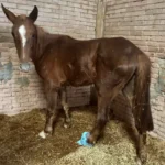 Cavalos resgatados na enchente em Porto Alegre têm de ser “reconhecidos” pelos donos até esta Terça