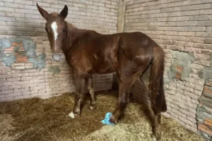 Cavalos resgatados na enchente em Porto Alegre têm de ser “reconhecidos” pelos donos até esta Terça