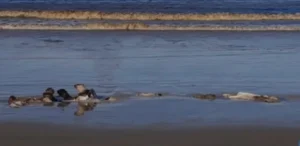 Ossada de baleia aparece em Atlântida Sul