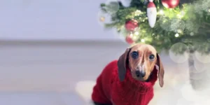 Cachorro sente frio: 9 cuidados com seu cão no inverno