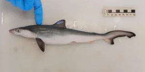 Pesquisa inédita no Brasil detecta contaminação por cocaína em tubarões