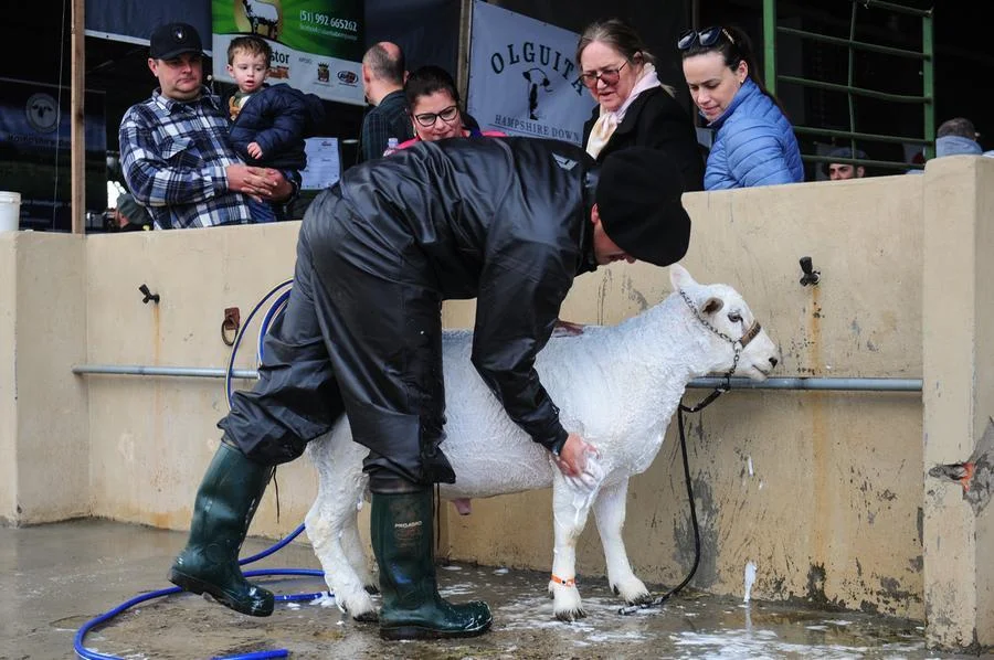 Compras e contato com os animais marcam o domingo de grande público na Expointer 10 25082024 ambiental 2762