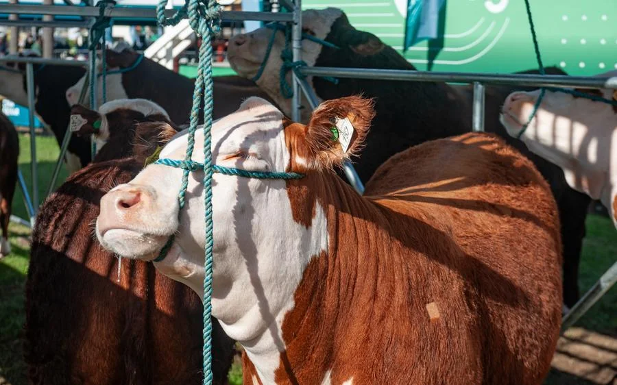 Visitações de escolas movimentam a manhã de segunda-feira na Expointer 9 26082024 ambiental manha 3145
