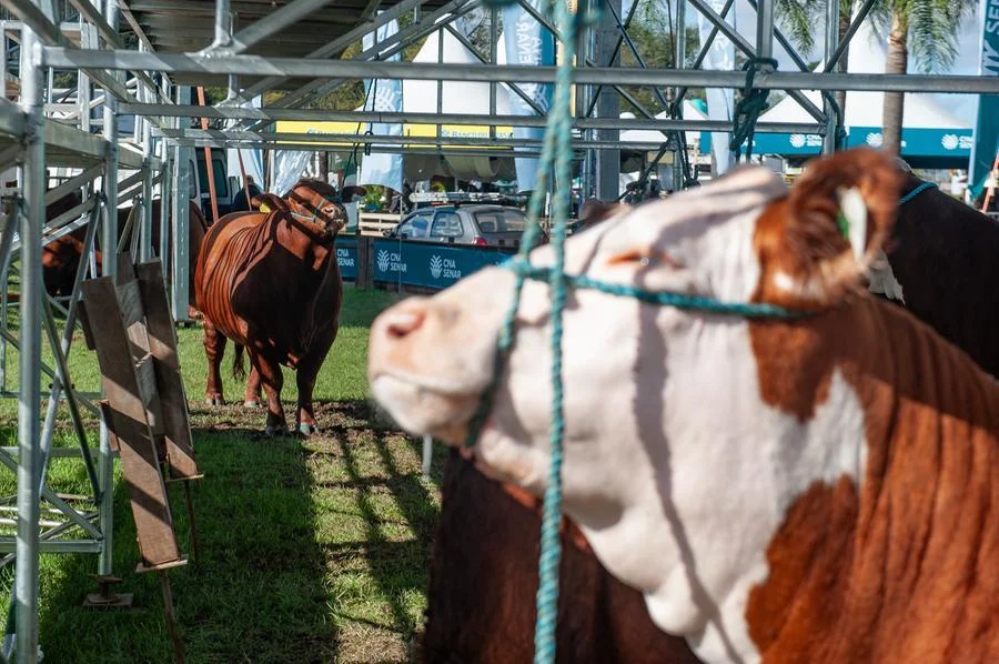 Visitações de escolas movimentam a manhã de segunda-feira na Expointer 3 26082024 ambiental manha 3148
