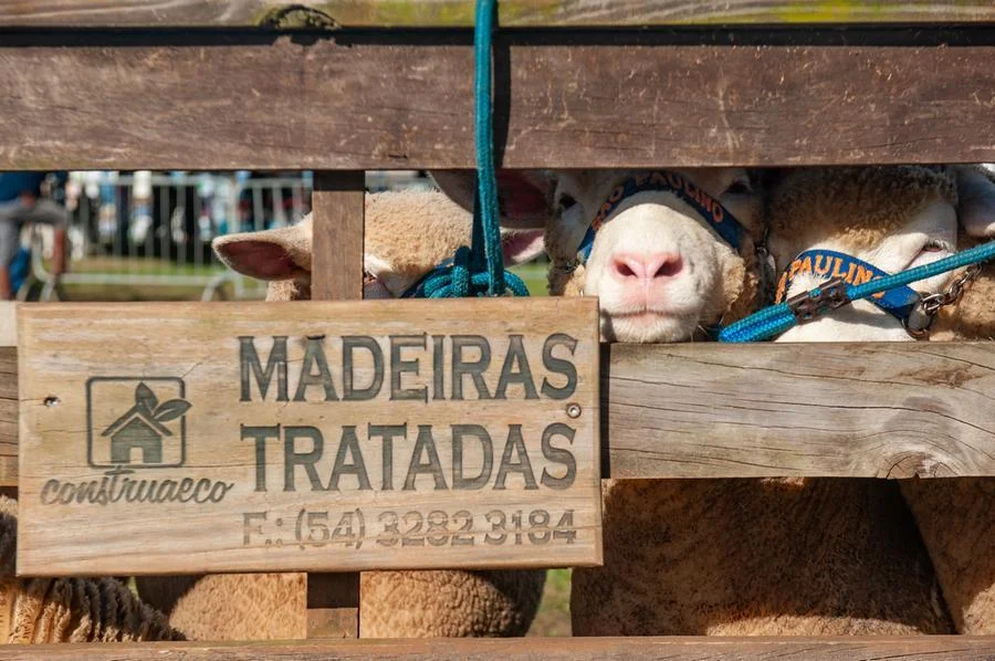Visitações de escolas movimentam a manhã de segunda-feira na Expointer 5 26082024 ambiental manha 3155